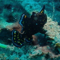   Frog Fish  